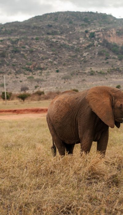 Elephants on the Savannah
