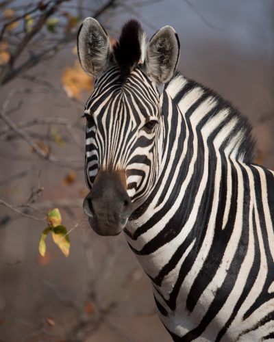 A closeup shot of a beautiful zebra with a blurred background