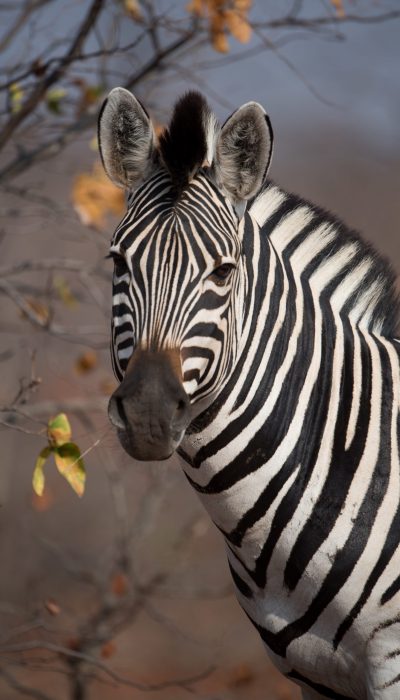 A closeup shot of a beautiful zebra with a blurred background